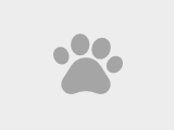 Собака бесплатно в добрые руки в Улан-Удэ - объявление №1737735
